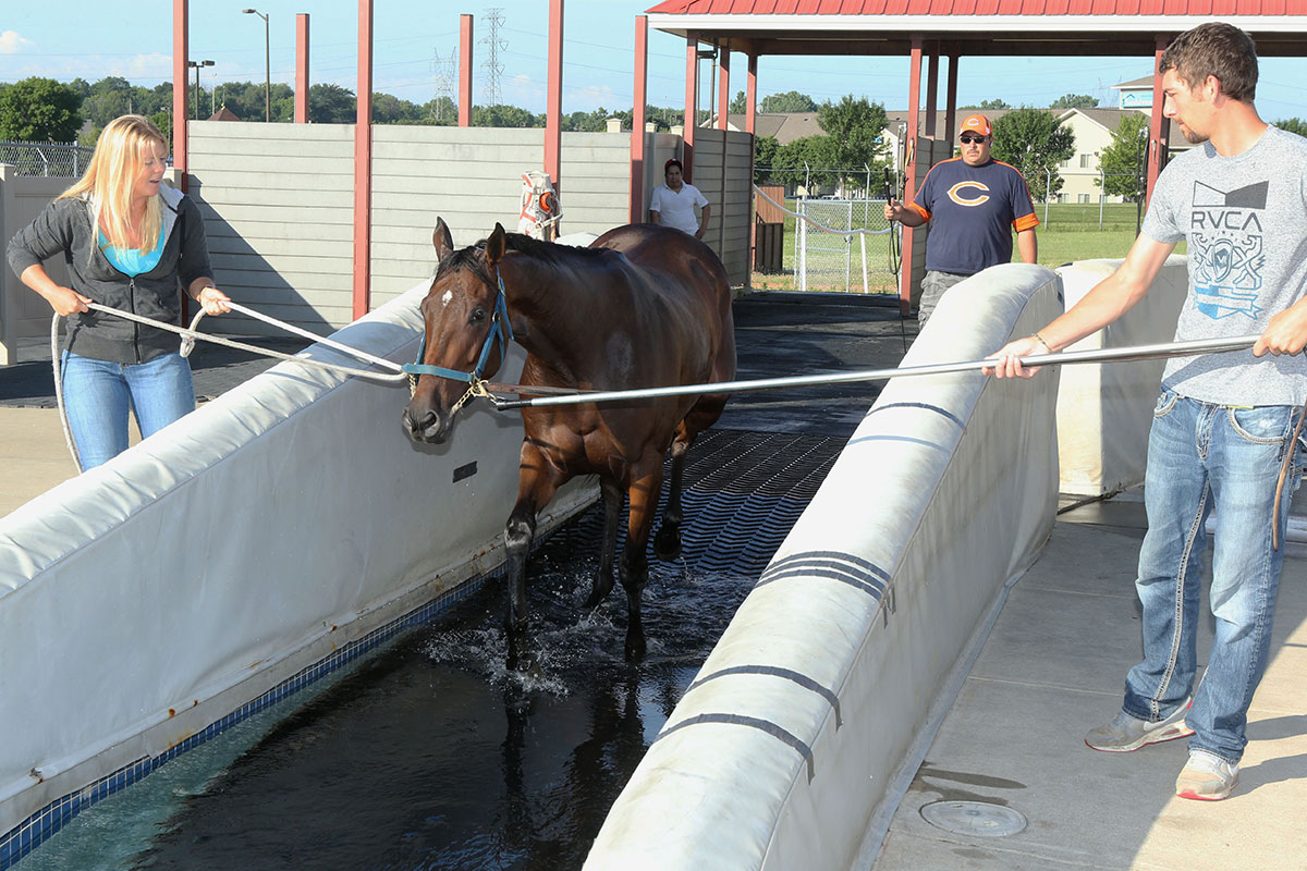 Equine Swimming Pool – Minnesota HBPA